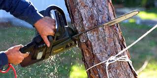 Best Arborist Consultation Services  in Port Neches, TX