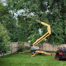 How Our Tree Care Process Works  in  Port Neches, TX