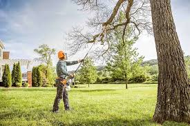 Best Hedge Trimming  in Port Neches, TX