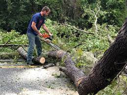 Best Tree and Shrub Care  in Port Neches, TX