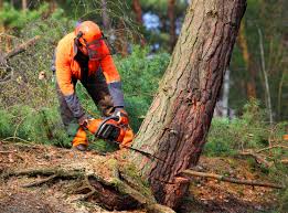 Best Emergency Tree Removal  in Port Neches, TX