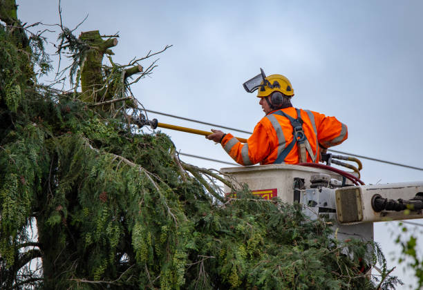 Best Root Management and Removal  in Port Neches, TX