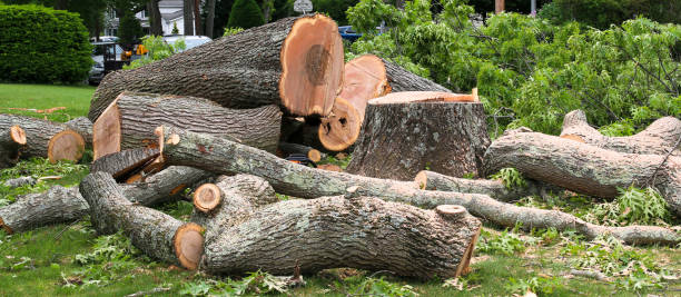 Port Neches, TX Tree Removal Services Company