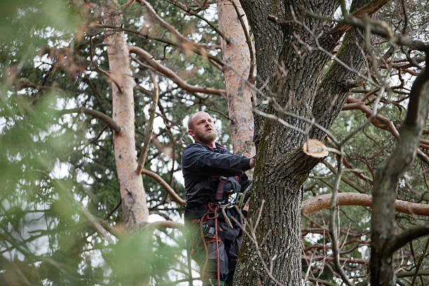 Best Fruit Tree Pruning  in Port Neches, TX